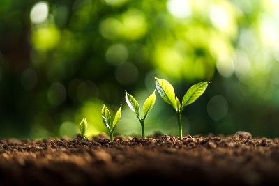 Four tree seedlings growing in soil. They get progressively bigger from left to right.